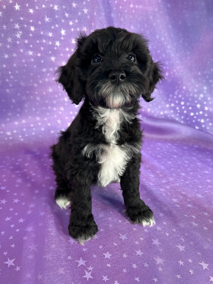 Female Schnoodle Puppy for Sale DOB 3-24-2026 $950